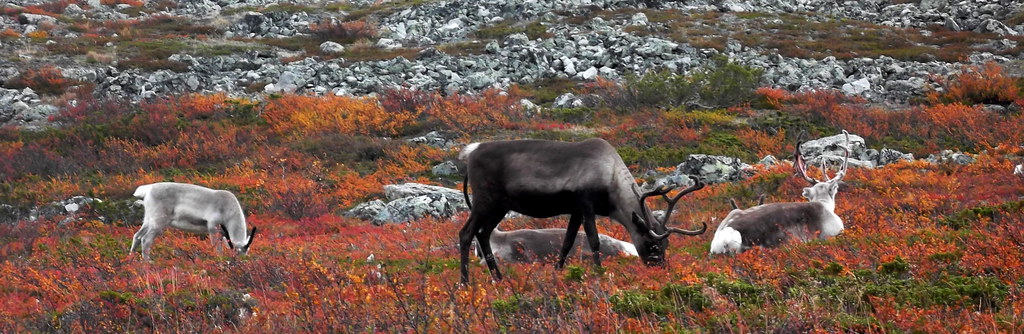 21634379619_5cfe6c2f1d_b